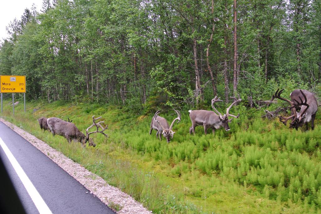 Trysil Alpin 16A Top Location Kültér fotó